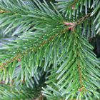 Hampshire Grown Christmas Trees from Country Market
